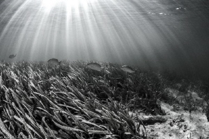 seagrass in B&W by Mathieu Foulquié 